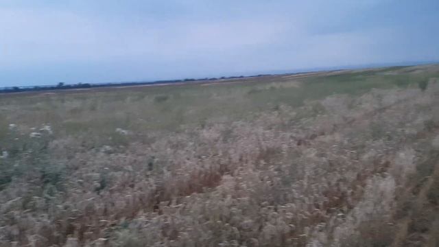 Охота на перепелов в КЧР. 13.08.2023г. смотреть онлайн