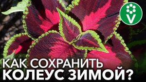 КОЛЕУСЫ - ЯРКИЕ ЦВЕТЫ ДЛЯ ХОРОШЕГО НАСТРОЕНИЯ. Выращивание и уход, черенкование, сохранение зимой