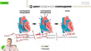 Биология ЕГЭ - Строение сердца. Его цикл.