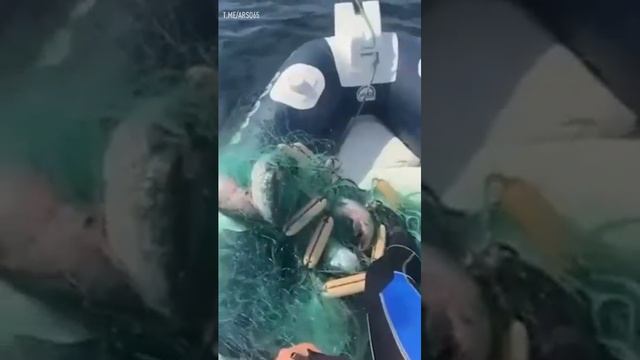 Акула попала в сети браконьеров у берегов Сахалина