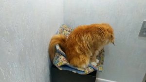 Мейн кун Степа и кот Тихон. Не поделили старый дом