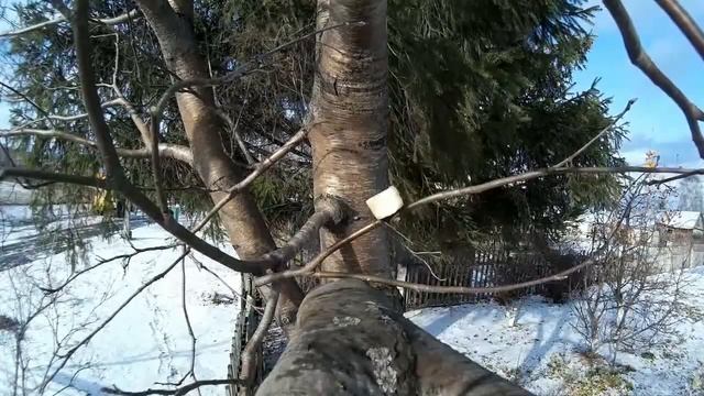 Сырое сало а не соленное сало Синица