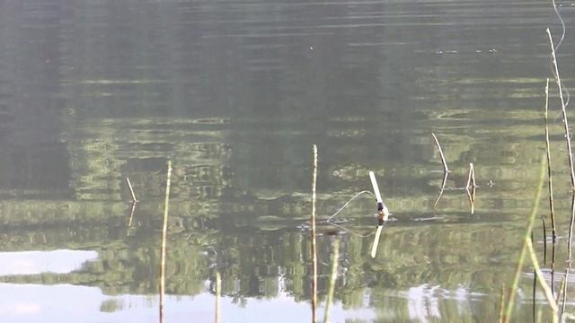 Потянуло ПОПЛАВОК в ХВОЩ ! смотреть онлайн