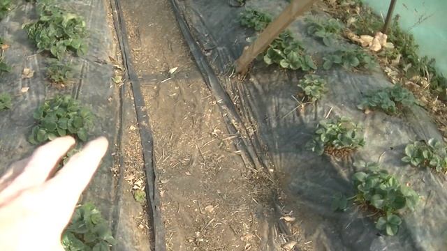 Что такое балаган? Основы, материал, пленка, грядки. смотреть онлайн