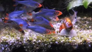 Rummy-Nose Rasbora, Sawbwa resplendens, Feeding Frenzy Part 2