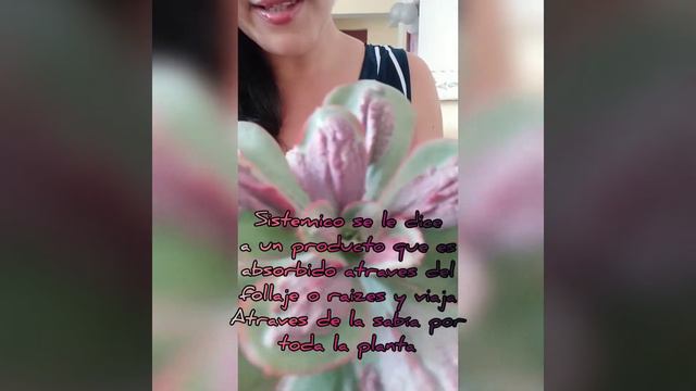 Todo sobre el hongo y mi Echeveria 'Barond bold' смотреть онлайн