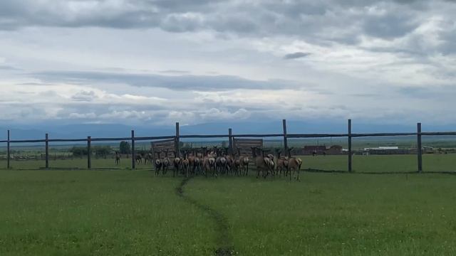 Моя поездка на мараловою ферму | Саяны, Байкал, Бурятия и маралы