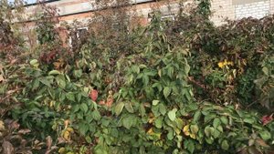 Малина Маравилла и Маргарита копаем саженцы.