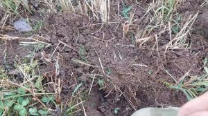 Находкам нет конца. Коп с TX 850 на старом месте