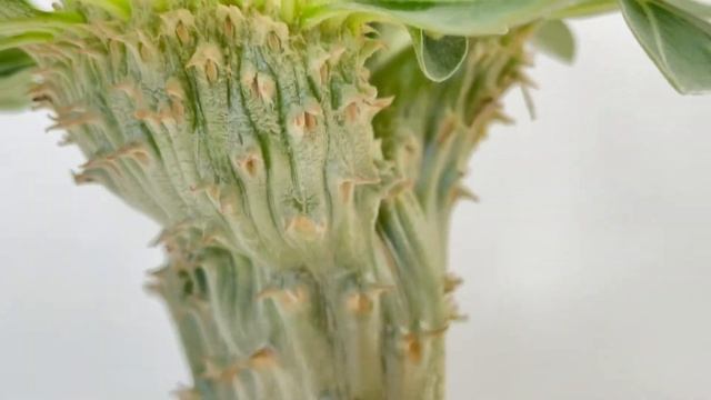 Pachypodium densiflorum f. crestata смотреть онлайн