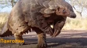 На грани исчезновения. 5 самых редких животных в красной книге