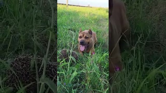 Стафф пытается достать ёжика,🦔 смотреть онлайн