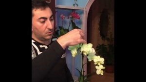 ОрхоРай. Мой новый стеллаж для орхидей.