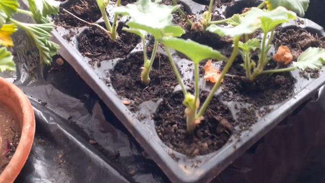 Cum Arată Florile De Ghiveci La Sfârșit De Ianuarie смотреть онлайн