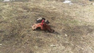 Muscovy duck мускусная утка против петуха