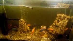 Кормление Африканские цихлиды и Малавийские цихлиды кормление