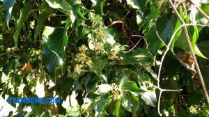 Плющ обыкновенный ценный медонос октября