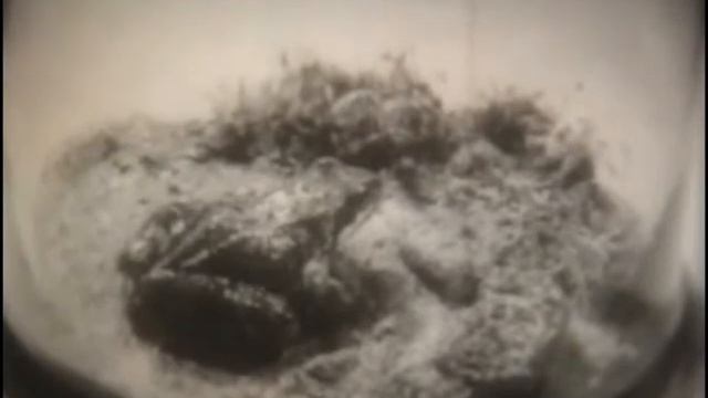 Внутреннее строение и жизненные отправления лягушки смотреть онлайн