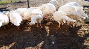 Кормление  индюков..Поилка  для  птицы..