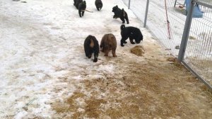 Щенки тибетского мастифа.