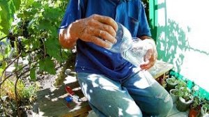 Как защитить виноград от ос.Ловушка для ос из пластиковой бутылки делаем сами.mp4