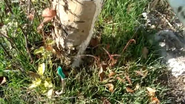 Печальный результат летней прививки мостиком смотреть онлайн