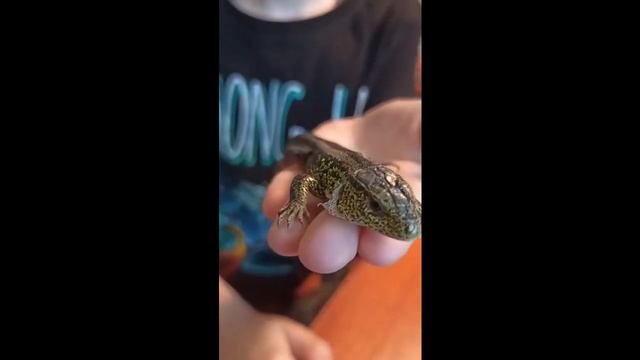 ЛИНЬКА ЯЩЕРИЦЫ/Ящерица линяет вся/ЛИНЬКА ЯЩЕРИЦЫ ДОМА #shorts смотреть онлайн