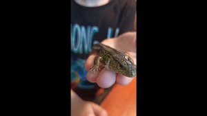 ЛИНЬКА ЯЩЕРИЦЫ/Ящерица линяет вся/ЛИНЬКА ЯЩЕРИЦЫ ДОМА #shorts