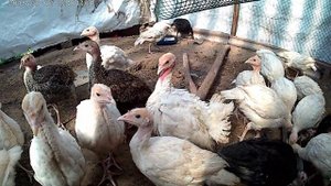 Месячные индюшата//Monthly turkey
