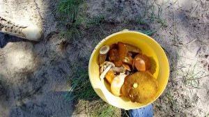 Купили дачу в Липецкой области.