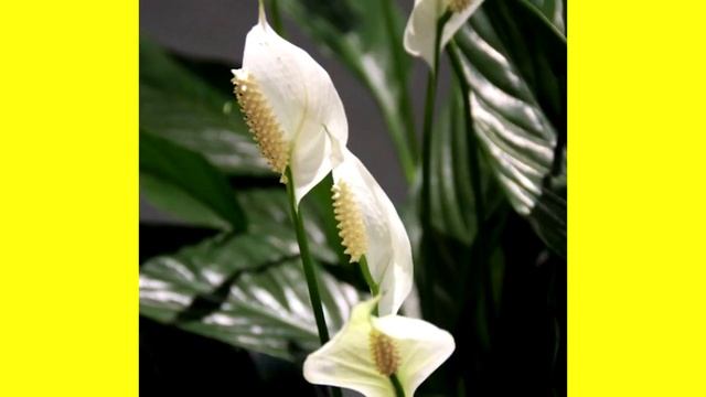 10 Комнатных Растений, Которые Опасны Для Детей И Домашних Животных смотреть онлайн