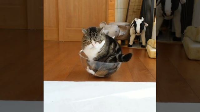 Вот что значит упорство и настойчивость?? #shorts #cat #cute #animals