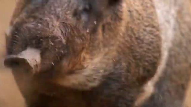 Ширванский национальный парк - Азербайджан | Film Studio Aves смотреть онлайн