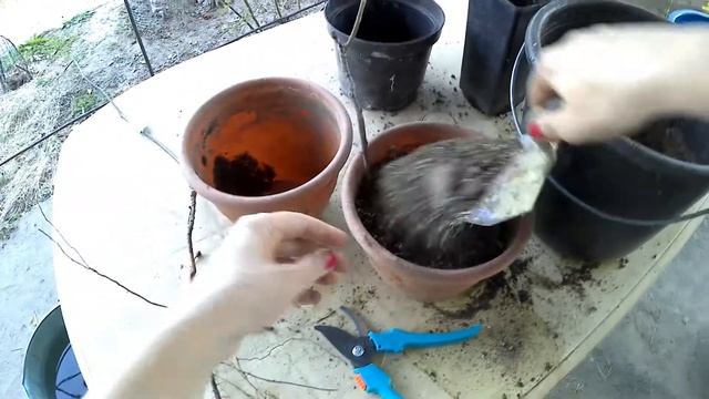 Высадка зизифуса (вахшский, дружба)/orangeisland обходите стороной/запись разговора с магазином смотреть онлайн