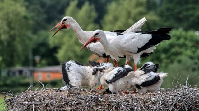 Мне снятся сны о мирном небе ... смотреть онлайн