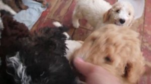 Щенкам королевского пуделя 2 месяца