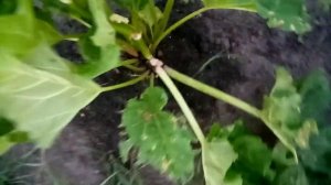 Ревень "ВИКТОРИЯ"  Моё МНЕНИЕ!!!  17 августа 2021г.