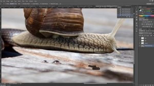 Snail + snake = snakey-snail. The making of a Photoshopped hybrid animal