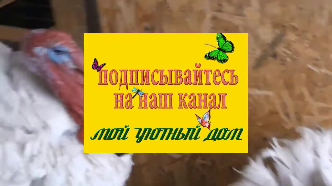инкубационное яйцо индейки Хайбрит Конвертер. Перезалив для новых заказчиков.