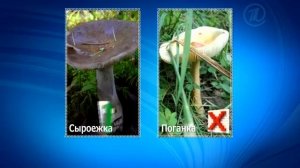 Ужасы тихой охоты