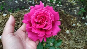 Femme actuelle rose Фем ектуель троянда Фам актуаль фемме актуале троянда