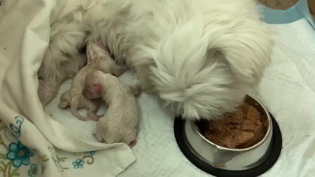 Роды мальтийской болонки. Рождение щенят. У нас пополнение. смотреть онлайн