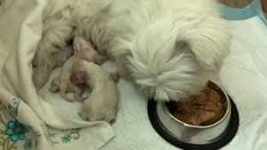 Роды мальтийской болонки. Рождение щенят. У нас пополнение.