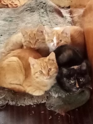 Приют для бездомных кошек "Кошкин дом"