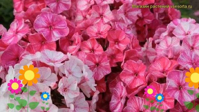 Флокс метельчатый Веснушки красного цвета. Краткий обзор phlox paniculata Freckle Red Shades смотреть онлайн