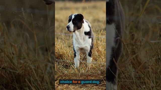 The Catahoula Bulldog