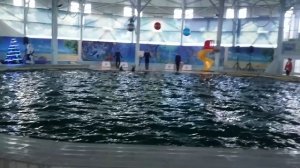 Играющие поющие дельфины
