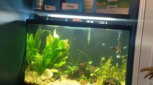 Wednesday Weekly Product Reviews: Dustinfishtanks potassium, iron, and dirt!