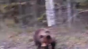 Медведи возле Ханты-Мансийска