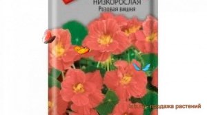 Настурция низкорослая Розовая вишня ? обзор: как сажать, семена настурции Розовая вишня